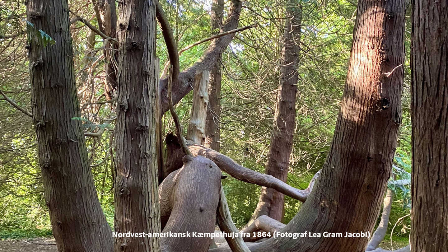 Nordvest-amerikansk kæmpehuja 1864. Fotograf: Lea Gram Jacobi