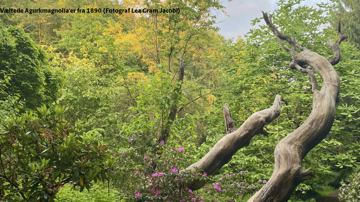 Væltede Agurkmagnoliaer fra 1890. Foto: Lea Gram Jacobi