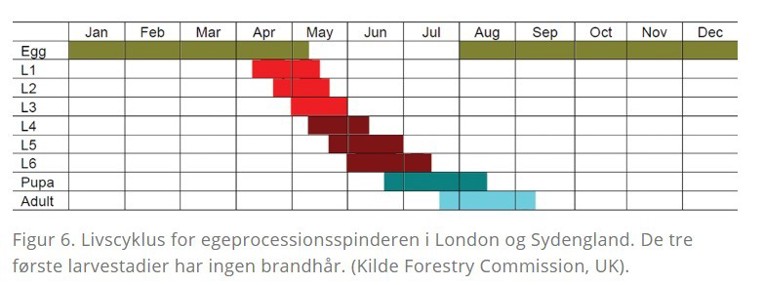 Livscyklus for egeprocessionsspinderen
